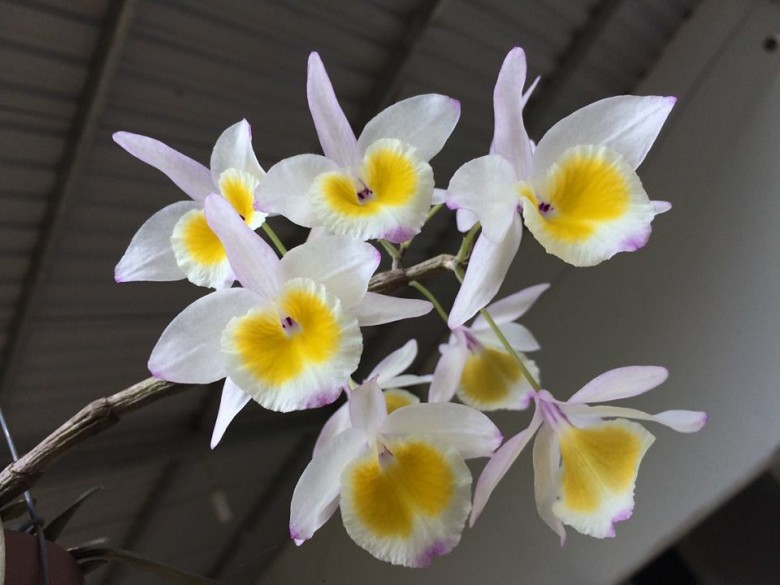 Cây Hoa thảo. Dendrobium gratiosissimum Rchb. f. - Cây Thuốc Nam Quanh Ta